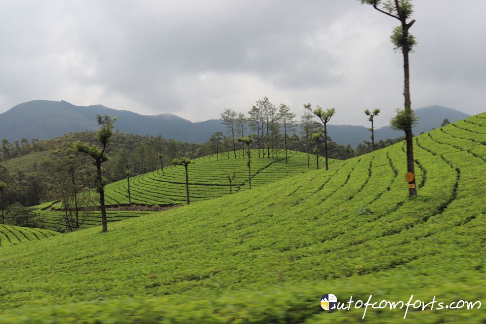 Munnar – A Green Paradise